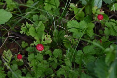  Sahte çilek (Duchesnea chrysantha). Rosaceae bitkileri. Sarı çiçekler ilkbahardan yazın başına kadar açar ve kırmızı meyveler çiçeklerin açmasından sonra ortaya çıkar..