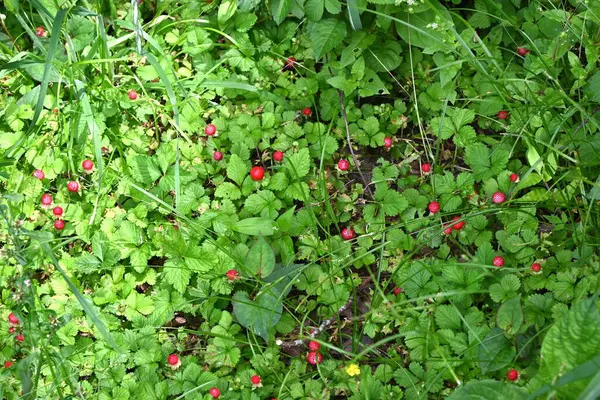  Sahte çilek (Duchesnea chrysantha). Rosaceae bitkileri. Sarı çiçekler ilkbahardan yazın başına kadar açar ve kırmızı meyveler çiçeklerin açmasından sonra ortaya çıkar..