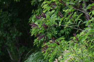 Amorfa fruitcosa (sahte çivit çiçeği). Fabaceae yaprak döken çalı. Nisan 'dan Temmuz' a kadar siyah-mor sivri uçlar üretir. Eğim yeşillendirme için kullanılır çünkü kökleri güçlü bir sabitleme gücüne sahiptir..