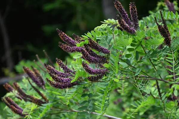 stock image Amorpha fruitcosa (false indigo) flowers. Fabaceae deciduous shrub. It produces black-purple spikes from April to July. It is used for slope greening because its roots have strong fixation power.