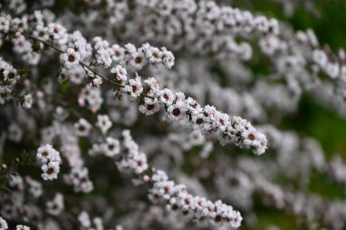  Yeni Zelanda çay ağacı (Manuka) çiçekleri. Myrtaceae Bal kaynağı bitkisi. Bu çiçeğin balı Manuka balı..