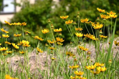  Coreopsis lanceolata ( Lance-leaf tickseed ) flowers. Asteraceae perennial plants.Grows in clusters in vacant land and blooms yellow flowers in early summer. clipart