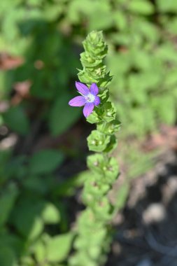 Genel Venüs aynası (Triodanis perfoliata) çiçekleri. Campanulaceae yıllık bitkileri. Mayıs 'tan Ağustos' a kadar yol kenarlarında küçük mavi-mor çiçekler açar..