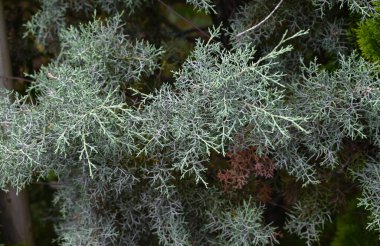 Kozalaklı 'Mavi Buz' (Cupressus arizonica). Cupressaceae her zaman yeşil kozalaklı. Bu kozalak en güçlü kokuya sahip ve rahatlatıcı bir etkisi var, deodorantlama ve antibakteriyel özellikler..