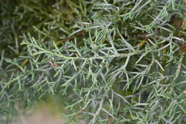 Kozalaklı 'Mavi Buz' (Cupressus arizonica). Cupressaceae her zaman yeşil kozalaklı. Bu kozalak en güçlü kokuya sahip ve rahatlatıcı bir etkisi var, deodorantlama ve antibakteriyel özellikler..