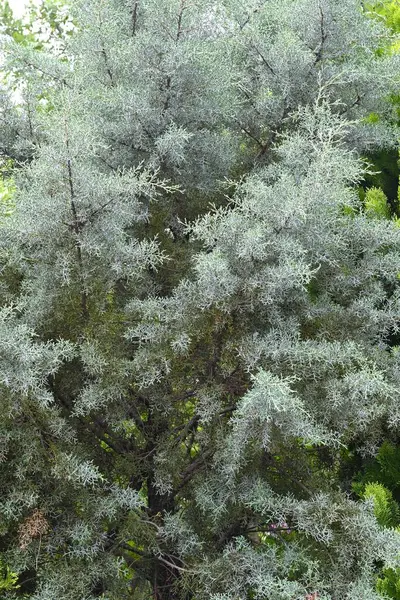 Kozalaklı 'Mavi Buz' (Cupressus arizonica). Cupressaceae her zaman yeşil kozalaklı. Bu kozalak en güçlü kokuya sahip ve rahatlatıcı bir etkisi var, deodorantlama ve antibakteriyel özellikler..