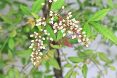 İlahi bambu (Nandina domestica). Berberidaceae her zaman yeşil çalı. Yazın başında altı yapraklı beyaz çiçekler üretir..