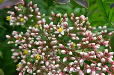 İlahi bambu (Nandina domestica). Berberidaceae her zaman yeşil çalı. Yazın başında altı yapraklı beyaz çiçekler üretir..