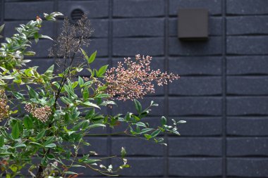 İlahi bambu (Nandina domestica). Berberidaceae her zaman yeşil çalı. Yazın başında altı yapraklı beyaz çiçekler üretir..