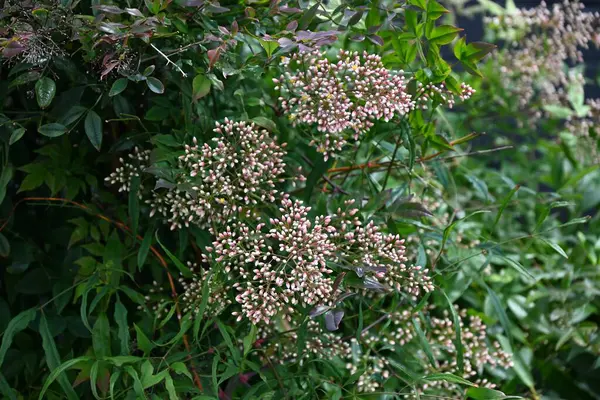 stock image Heavenly bamboo (Nandina domestica). Berberidaceae evergreen shrub. Produces panicles of six-petaled white flowers in early summer.