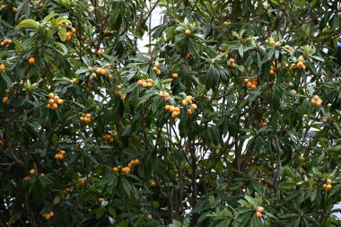  Loquat (Eriobotrya japonica) meyveleri. Rosaceae her zaman yeşil meyve ağacı. Meyve yazın başında büyür ve tatlı bir şekilde olgunlaşır. Meyve yenilebilir ve yapraklar bitkisel ilaç olarak kullanılır..