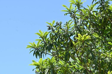  Loquat (Eriobotrya japonica) meyveleri. Rosaceae her zaman yeşil meyve ağacı. Meyve yazın başında büyür ve tatlı bir şekilde olgunlaşır. Meyve yenilebilir ve yapraklar bitkisel ilaç olarak kullanılır..