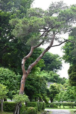  Japon kırmızı çamı (Pinus yoğunflora). Kırmızı kabuğu ve ince yapraklarıyla karakterize edilir ve Japonya 'da lüks bir besin maddesi olan Matsutake mantarı bu ağacın ormanlarında yetişir..