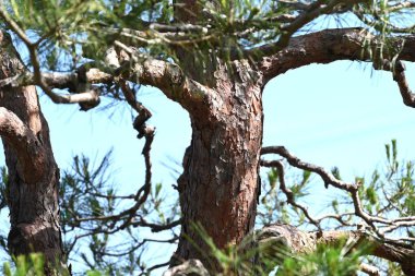  Japon kırmızı çamı (Pinus yoğunflora). Kırmızı kabuğu ve ince yapraklarıyla karakterize edilir ve Japonya 'da lüks bir besin maddesi olan Matsutake mantarı bu ağacın ormanlarında yetişir..