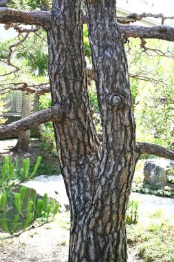  Japon kırmızı çamı (Pinus yoğunflora). Kırmızı kabuğu ve ince yapraklarıyla karakterize edilir ve Japonya 'da lüks bir besin maddesi olan Matsutake mantarı bu ağacın ormanlarında yetişir..
