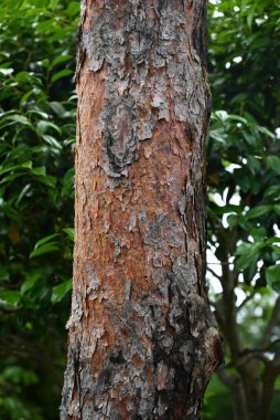  Japon kırmızı çamı (Pinus yoğunflora). Kırmızı kabuğu ve ince yapraklarıyla karakterize edilir ve Japonya 'da lüks bir besin maddesi olan Matsutake mantarı bu ağacın ormanlarında yetişir..