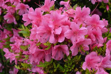 Azalea (Rhododendron) çiçekleri. Ericaceae çiçekli ağaç. Çiçek mevsimi Nisan 'dan Mayıs' a kadardır..