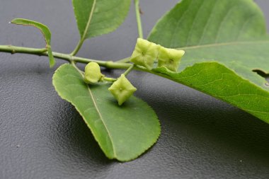 Japon Milli Ağacı (Euonymus sieboldianus) Genç böğürtlenler. Açısal meyveler yazın ortaya çıkar ve sonbaharda olgunlaşır, dört kırmızı tohumu ortaya çıkarmak için yarılırlar..