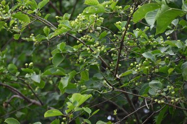 Japon Milli Ağacı (Euonymus sieboldianus) Genç böğürtlenler. Açısal meyveler yazın ortaya çıkar ve sonbaharda olgunlaşır, dört kırmızı tohumu ortaya çıkarmak için yarılırlar..