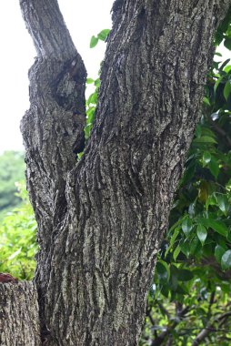 Japon Milli Ağacı (Euonymus sieboldianus) Genç böğürtlenler. Açısal meyveler yazın ortaya çıkar ve sonbaharda olgunlaşır, dört kırmızı tohumu ortaya çıkarmak için yarılırlar..