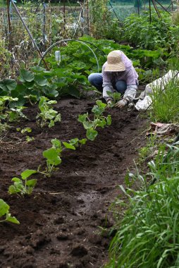  Ev sebze bahçesinde bir çiftlik işi. Sebze yetiştirmek için arkaplan materyali.