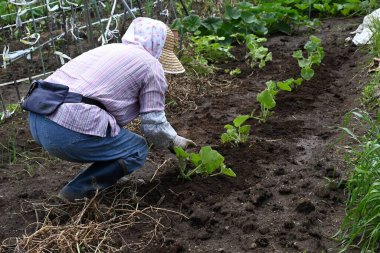  Ev sebze bahçesinde bir çiftlik işi. Sebze yetiştirmek için arkaplan materyali.