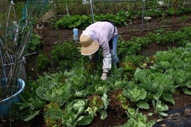  Ev sebze bahçesinde bir çiftlik işi. Sebze yetiştirmek için arkaplan materyali.