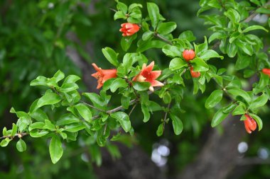 Nar çiçekleri. Lythraceae meyve ağacı. Kırmızımsı kestane çiçekleri yaz başlarında açar ve meyveler sonbaharda olgunlaşır..