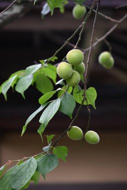 Japon kayısı (Ume) meyveleri. Ume meyveleri Haziran ayı civarında toplanır ve hepsi Japonya 'da popüler geleneksel yiyecekler olan erik turşusu (Umeboshi), erik özü ve erik şarabı yapımında kullanılır..