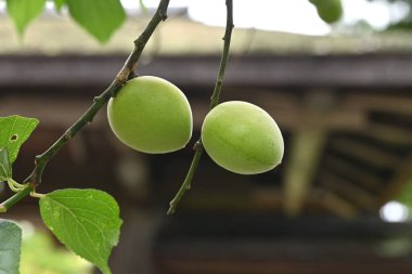  Japon kayısı (Ume) meyveleri. Ume meyveleri Haziran ayı civarında toplanır ve hepsi Japonya 'da popüler geleneksel yiyecekler olan erik turşusu (Umeboshi), erik özü ve erik şarabı yapımında kullanılır..