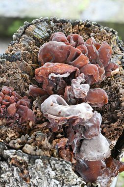 Ağaç kulak mantarı. Geniş yapraklı ağaçların kütüklerinde ve ölü dallarında yetişir. Çoğunlukla Doğu Asya 'da yiyecek olarak kullanılır ve Çin mutfağında bir malzeme olarak bilinir..