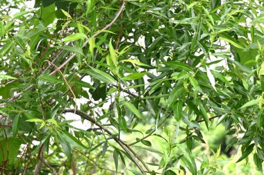 Söğüt ağaçları. Salicaceae Dioecious yaprak döken ağaçları. Dünyada yaklaşık 350 söğüt türü var ve çoğunlukla nehir kıyıları gibi sulak alanlarda yetişiyorlar..