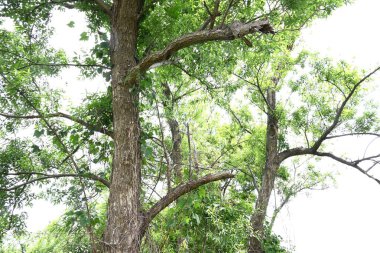 Söğüt ağaçları. Salicaceae Dioecious yaprak döken ağaçları. Dünyada yaklaşık 350 söğüt türü var ve çoğunlukla nehir kıyıları gibi sulak alanlarda yetişiyorlar..