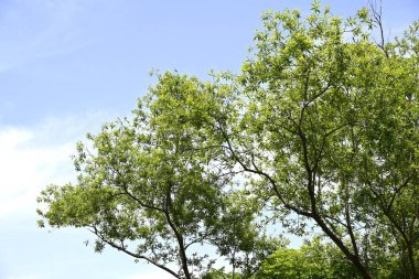 Söğüt ağaçları. Salicaceae Dioecious yaprak döken ağaçları. Dünyada yaklaşık 350 söğüt türü var ve çoğunlukla nehir kıyıları gibi sulak alanlarda yetişiyorlar..