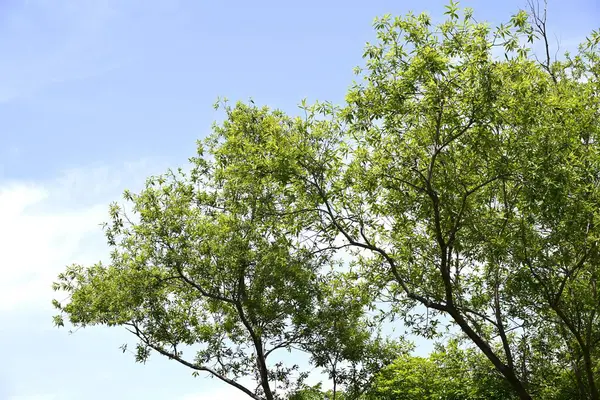 Willow trees. Salicaceae Dioecious deciduous trees. There are about 350 species of willow in the world, and they grow mainly in wetlands such as riverbanks.
