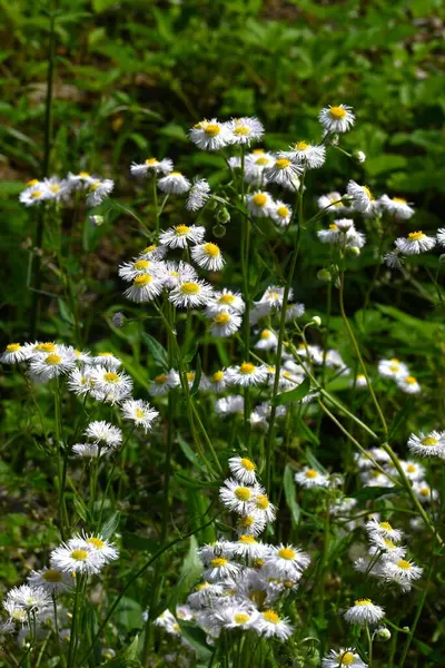 Philadelphia 'nın bitli çiçekleri. Asteraceae daimi bitkileri. Pembe renkli beyaz ışın çiçekleri ve sarı boru çiçekleri Nisan 'dan Haziran' a kadar açar..