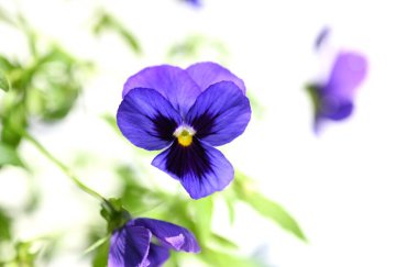 Viola çiçekleri. Bu çiçekler renklidir ve çok çeşitli renklerde gelir. Böylece çiçek tarlalarında, saksılarda ve karışık bitkilerde keyif alabilirler..