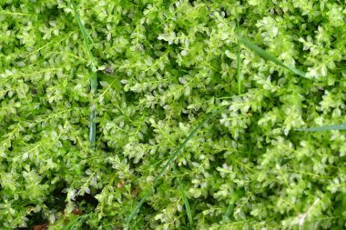 Moss, yerde veya kayalarda yetişen bir bitkidir. Japonya 'da 