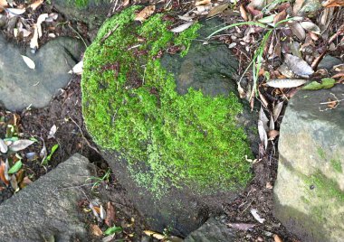 Moss, yerde veya kayalarda yetişen bir bitkidir. Japonya 'da 