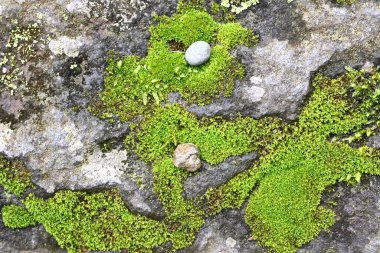 Moss is a plant that grows on the ground or on rocks. In Japan, moss is deeply connected to the Japanese aesthetic of 