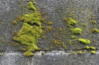 Moss is a plant that grows on the ground or on rocks. In Japan, moss is deeply connected to the Japanese aesthetic of 