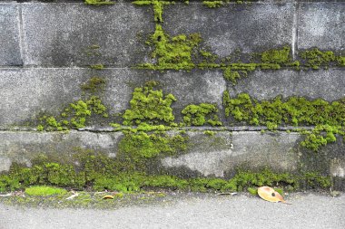 Moss, yerde veya kayalarda yetişen bir bitkidir. Japonya 'da 