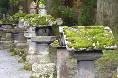 Moss, yerde veya kayalarda yetişen bir bitkidir. Japonya 'da 