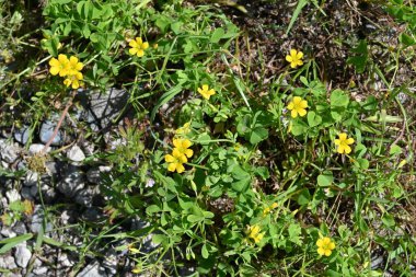 Sarı kuş (Oxslis corniculata) çiçekleri. Oxalidaceae bitkileri Japonya 'ya özgüdür. Beş yapraklı sarı çiçekler bahardan sonbahara kadar açar..