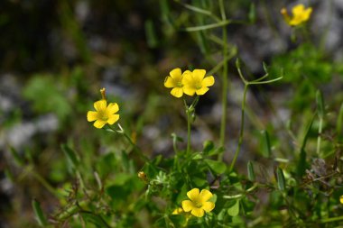 Sarı kuş (Oxslis corniculata) çiçekleri. Oxalidaceae bitkileri Japonya 'ya özgüdür. Beş yapraklı sarı çiçekler bahardan sonbahara kadar açar..