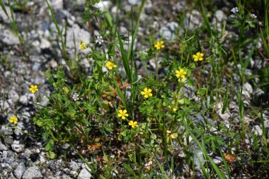 Sarı kuş (Oxslis corniculata) çiçekleri. Oxalidaceae bitkileri Japonya 'ya özgüdür. Beş yapraklı sarı çiçekler bahardan sonbahara kadar açar..