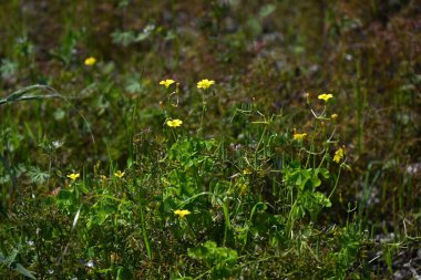Sarı kuş (Oxslis corniculata) çiçekleri. Oxalidaceae bitkileri Japonya 'ya özgüdür. Beş yapraklı sarı çiçekler bahardan sonbahara kadar açar..