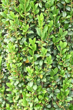 Ilex crenata 'Gökyüzü Kalemi' ağacı. Aquifoliaceae ebediyen yeşil ağaç. Boxwood 'dan bir Japon tarlası. Dalları bir süpürge gibi dümdüz büyür ve bir çit olarak kullanılır..