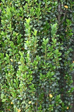 Ilex crenata 'Gökyüzü Kalemi' ağacı. Aquifoliaceae ebediyen yeşil ağaç. Boxwood 'dan bir Japon tarlası. Dalları bir süpürge gibi dümdüz büyür ve bir çit olarak kullanılır..
