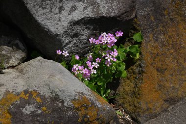 Oxalis corymbosa (Oxalis debilis) çiçekleri. Oxalidaceae bitkileri Güney Amerika 'ya özgüdür. Beş yapraklı pembe çiçekler ilkbahardan yazın başına kadar açar..